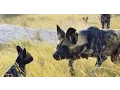Robotic Spy Puppy Meets Wild Dogs