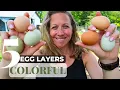 5 Best Colorful Egg-Laying Chicken Breeds Discover Vibrant Hens on Your Farm