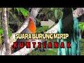 Download Lagu BURUNG KADALAN KEMBANG SUARANYA BIKIN MERINDING