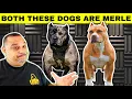 How To Breed Merles American bully