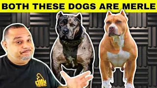 How To Breed Merles American bully
