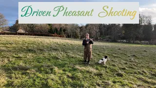 Driven Pheasant Shooting with my Springer Spaniel Dice.