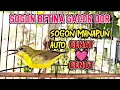 Lagu SOGON BETINA BIRAHI MEMANGGIL JANTAN ‼️ AMPUH UNTUK PANCINGAN SOGON BAHAN DAN PIKAT SOGON