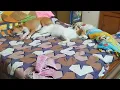 devil's minions at work  are sleeping