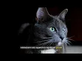 From Playful Kittens to Wise Elders: Exploring the Life Stages of Cats