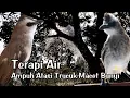 Download Lagu TERAPI AIR trucukan Biar gacor❗️MENGATASI Trucukan stres \u0026 Trucuk macet bunyi agar CEPAT buka paruh