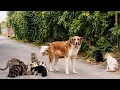 We Came to Feed a Cat Colony But Never Expected to See This