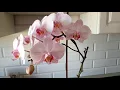 Pink Orchid