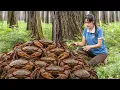 Download Lagu Mãe Solteira Captura Caranguejo Gigante Selvagem e Leva ao Mercado – Vida Selvagem na Floresta