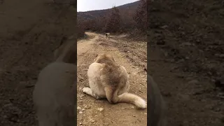 اشتركو بقناتي مربي الاغنام غنم جبل كلاب كنجال دندنها