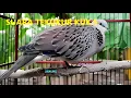 BURUNG DERKUKU KUK 5 // SUARA PANCINGAN PIKAT PALING AMPUH