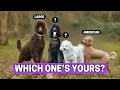 All Types of Poodles and How to Identify Them
