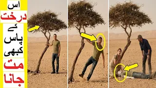 NEVER Touch this Tree - Deadliest Trees in the World