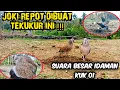Download Lagu JOKI DIBUAT REPOT OLEH TEKUKUR SUARA BESAR INI || ASLI P3NGU4SA LOKASI || 3 PIKAT TURUN BERSAMAAN