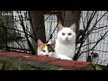 I FED CATS THOUGHT TO BE WILD CATS (Cat Video) |  Lucky Paws