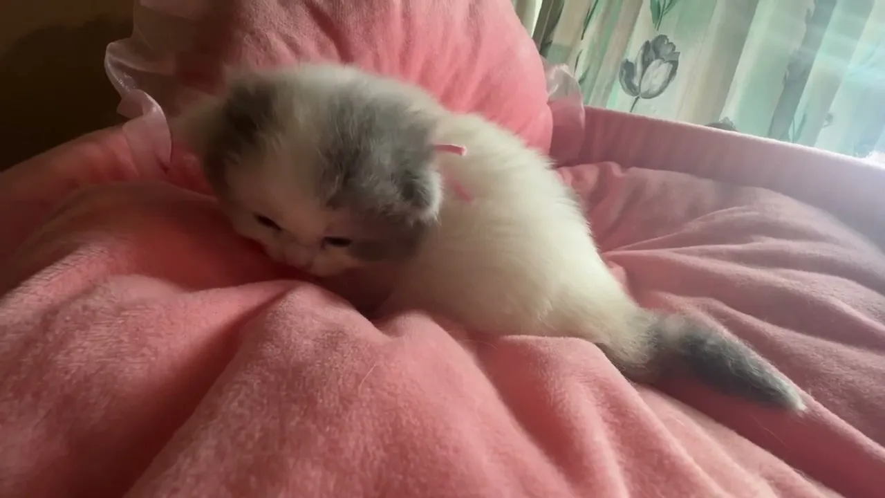 動画