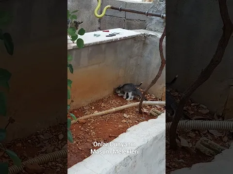 #animals Dünyanın En Güzelleri Onlar Bu Kirli Dünyanın En Masum Canları👏