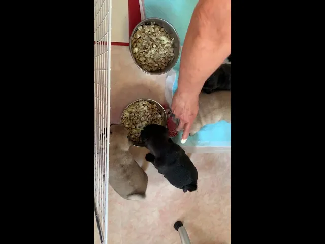 動画