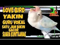 Lagu Lovebird Yakin Suara Kuntilanak || Guru Vokal 1 Jam bikin Konslet Minor Gacor
