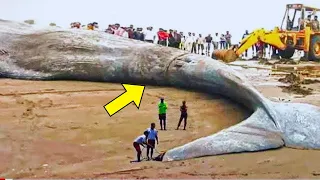 Biggest Whale Of The Ocean Washes Up On Beach They Couldn T Believe What They Found Inside 