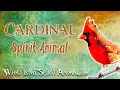 Cardinal Spirit Animal Cardinal Totem Power Animal Cardinal Symbolism Meanings