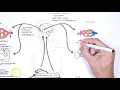 Homeostasis - negative and positive feedback thermoregulation and lactation