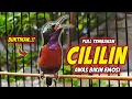 KOLIBRI NINJA GACOR FULL ISIAN CILILIN, BELALANG EMAS !! COCOK BUAT PANCINGAN KONIN BAHAN