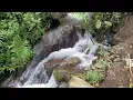 Secluded Forest Streamside with Delicate Bird Calls – Natural Soundscape for Sleep & Relaxation