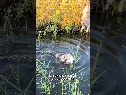 Спасаю Собаку из Болота! Часть 3.