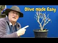 Beginner Tips for Mastering Olive Bonsai