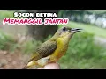 Lagu Suara Pikat Sogon Betina Memanggil Jantan ||Suara Cuitan Sogon Betina Terancam