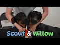 Adoption Diaries - Scout Willow The Loving Bonded Dobermans