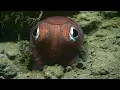 EX1903L2 Dive 18 Baltimore Canyon Jul 10 2019