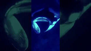 Just made this short from our Manta Ray experience on the big island #seaquest #traveltips #nature ￼
