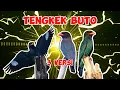 Masteran Tengkek Buto Jernih Jeda Mudah Ditiru 3 Versi Suara