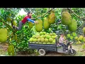 Download Lagu REWIND TIMELAPSE --510 Days Harvest A Lot Of Jackfruit, Cabbage, Cauliflower,.../Phương's Story