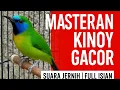 Download Lagu Masteran Kinoy Gacor Full Isian | Suara Jernih, Tembakan Rapet, Ngeplong Nonstop\