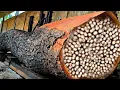 Download Lagu Verbazingwekkende ontdekking van gigantische rode boom bij houtzagerij