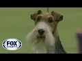 King wins Best in Show at the 2019 Westminster Kennel Club Dog Show FOX SPORTS