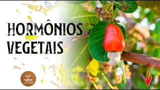 HORMÔNIOS VEGETAIS | Conheça seus grupos e como atuam na planta!