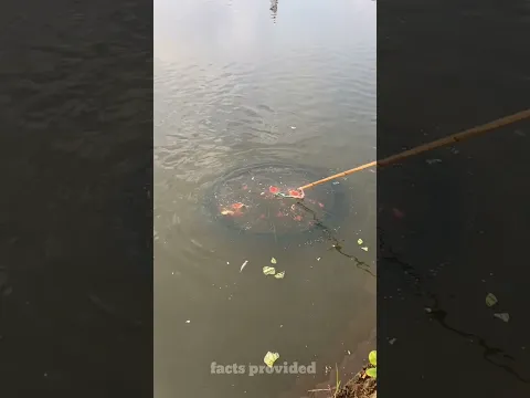 Will champa be able to take out fish from the watermelon? #shorts #trending #viral