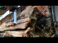 Download Lagu Hollow Wood Thought to Be Infested with Venomous Animals at Sawmill