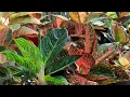The beauty of this plant is incredible Tiara Aglaonema Propagation and Caring Chinese Evergreen