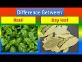 Differences Between Medical And Health Benefits Of Basil and Bay leaf