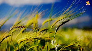 Ой зелене жито зелене Українська Народна Пісня Караоке 