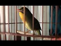 Download Lagu Ocehan Lantang Burung Robin Gacor Bersuara Merdu