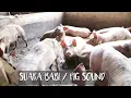 suara babi / pig sound / mengenal suara binatang