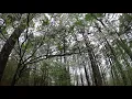 Blooming Dogwood Tree Rainy Missouri Day - short clip