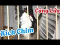 Download Lagu Chào Mào Hót Đấu - Kích Chào Mào Ché Sung Lửa - Thúc Bổi Sổ Bọng Hót Đấu,suara burung merbah jambul