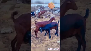 تزاوج الماعز 